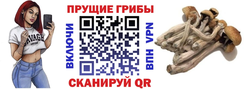 что такое Почеп omg зеркало Галлюциногенные грибы Cubensis